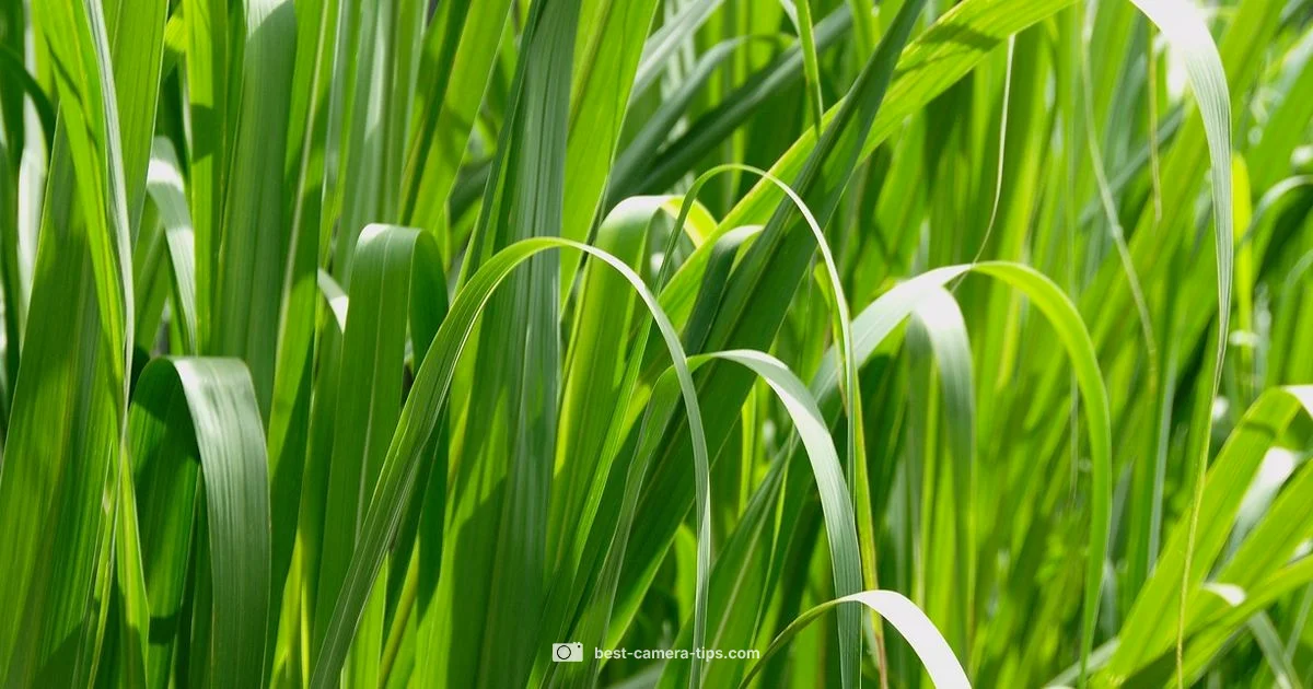 Resolution Guide - Best Camera Tips