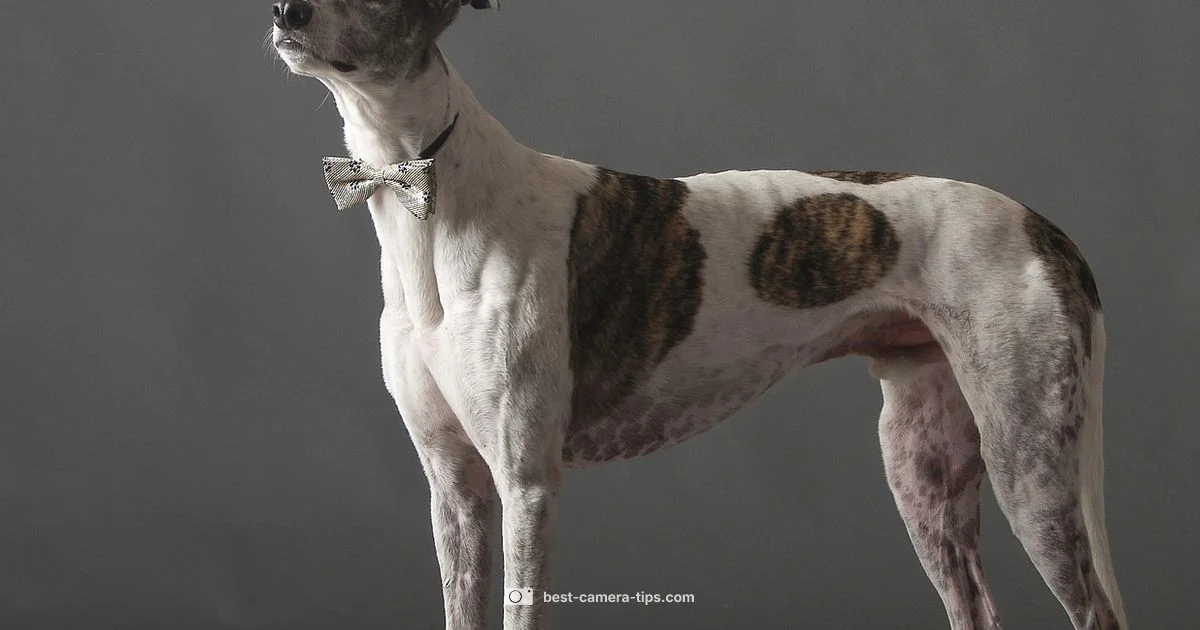 Flash Safety for Dogs - Best Camera Tips