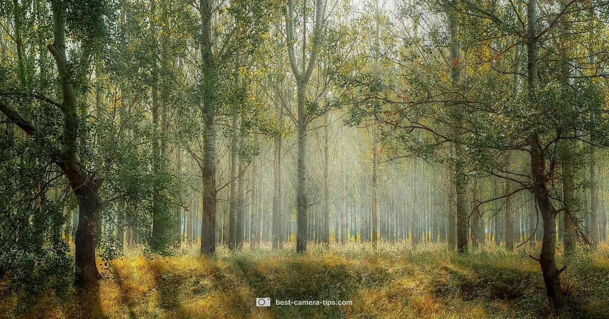 Daylight Essentials - Best Camera Tips