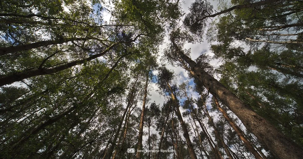 Perspective Basics - Best Camera Tips