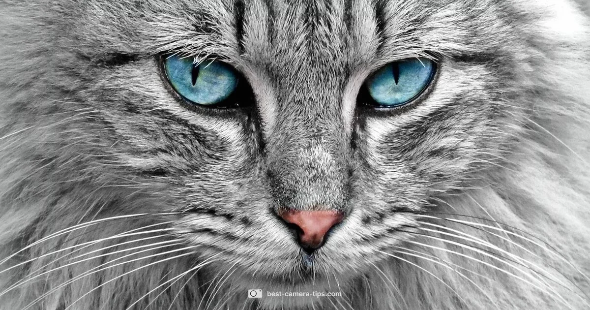 Safe Cat Photography - Best Camera Tips