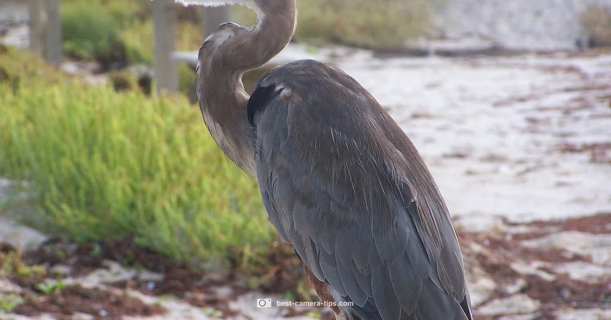 South Padre Live Cam South Padre Live Cam - Best Camera Tips