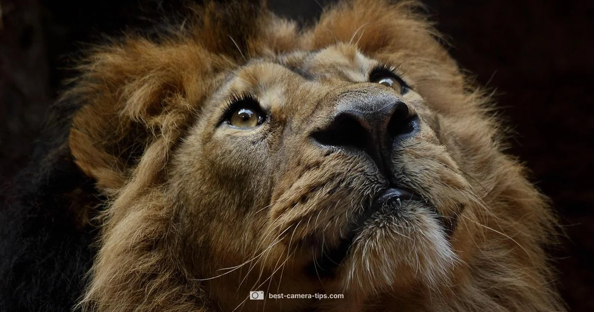 Camera Shy Wildlife - Best Camera Tips