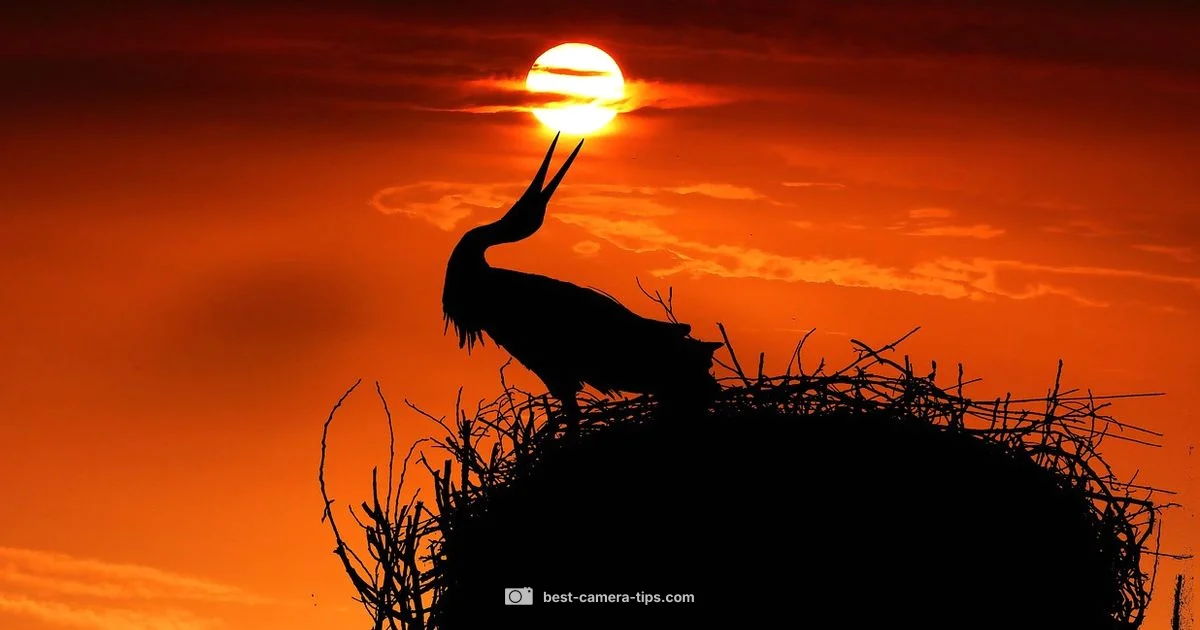 Nest Camera Guide - Best Camera Tips