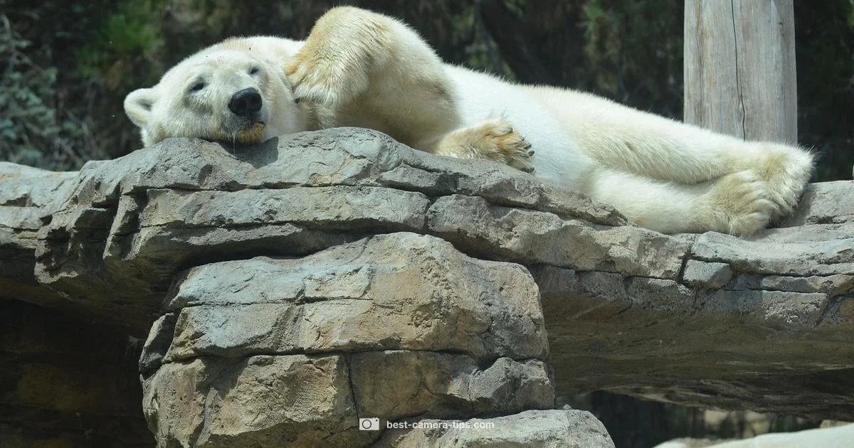 Zoo Wildlife Photography - Best Camera Tips