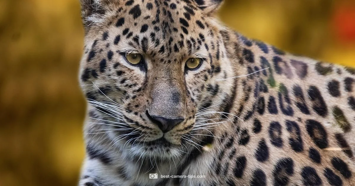 Wildlife Gear Guide - Best Camera Tips