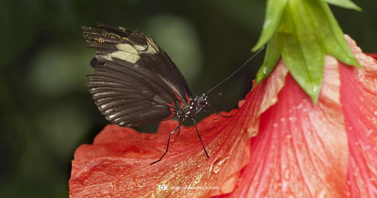 Sensor Basics Sensor Basics - Best Camera Tips