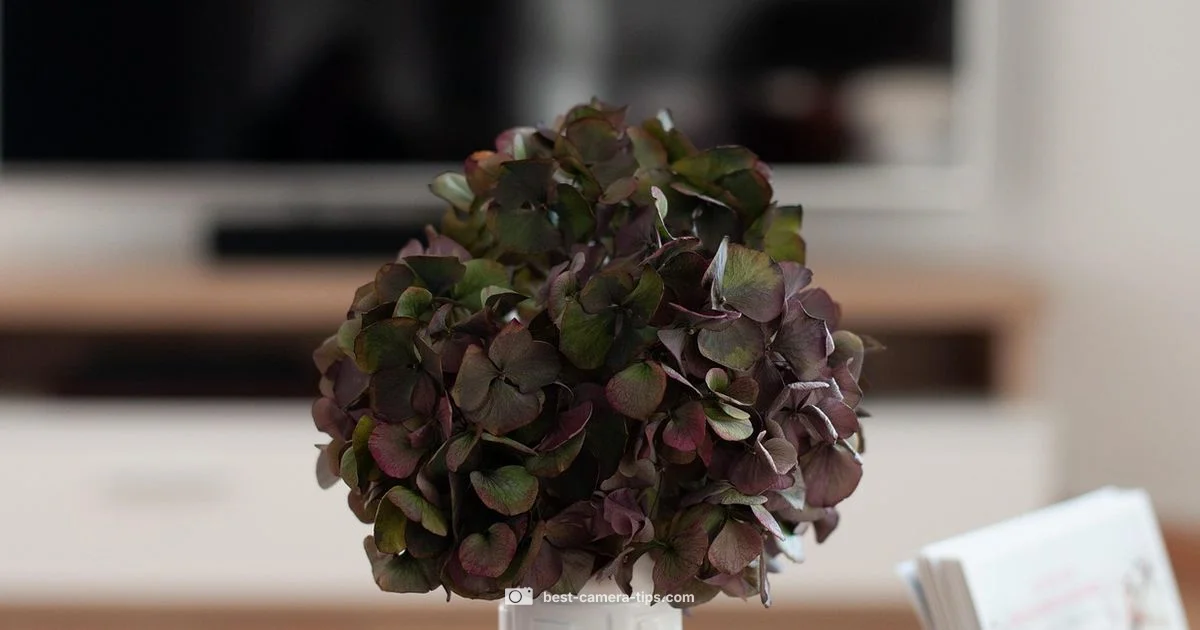 Live Real Camera Setup Live Real Camera Setup - Best Camera Tips