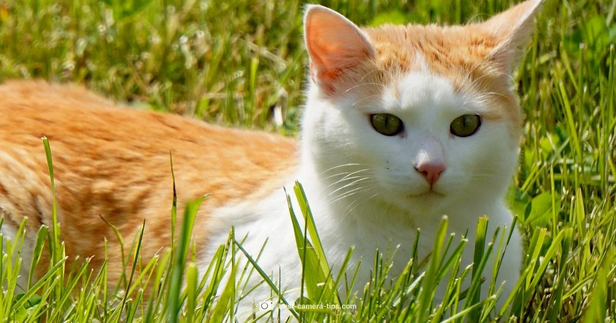 Red Eye Fixes - Best Camera Tips