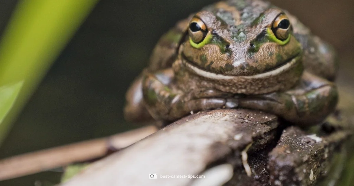 Fix Inverted Camera - Best Camera Tips