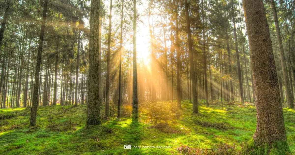 Overexposed iPhone Fixes - Best Camera Tips