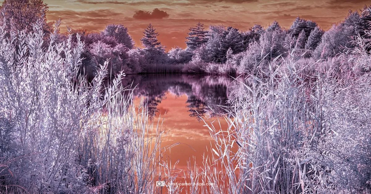 Infrared Vision - Best Camera Tips